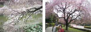 千鳥が淵