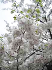 白っぽい桜