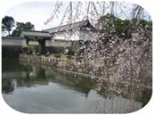 堰堤の枝垂れ桜
